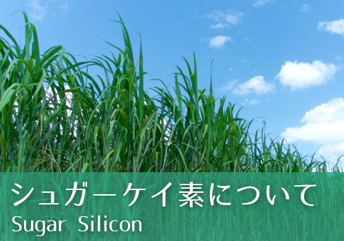 シュガーケイ素